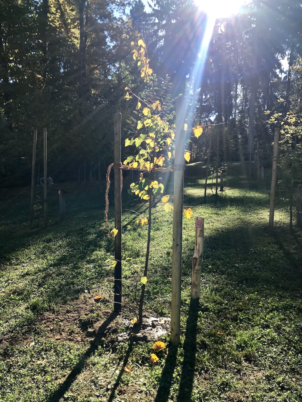 Baum Erinnerungswald Rademacher