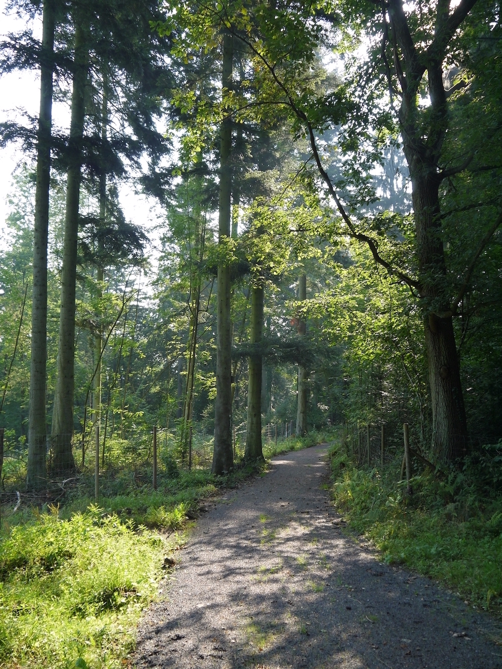 Auf dem Weg zum Erinnerungswald